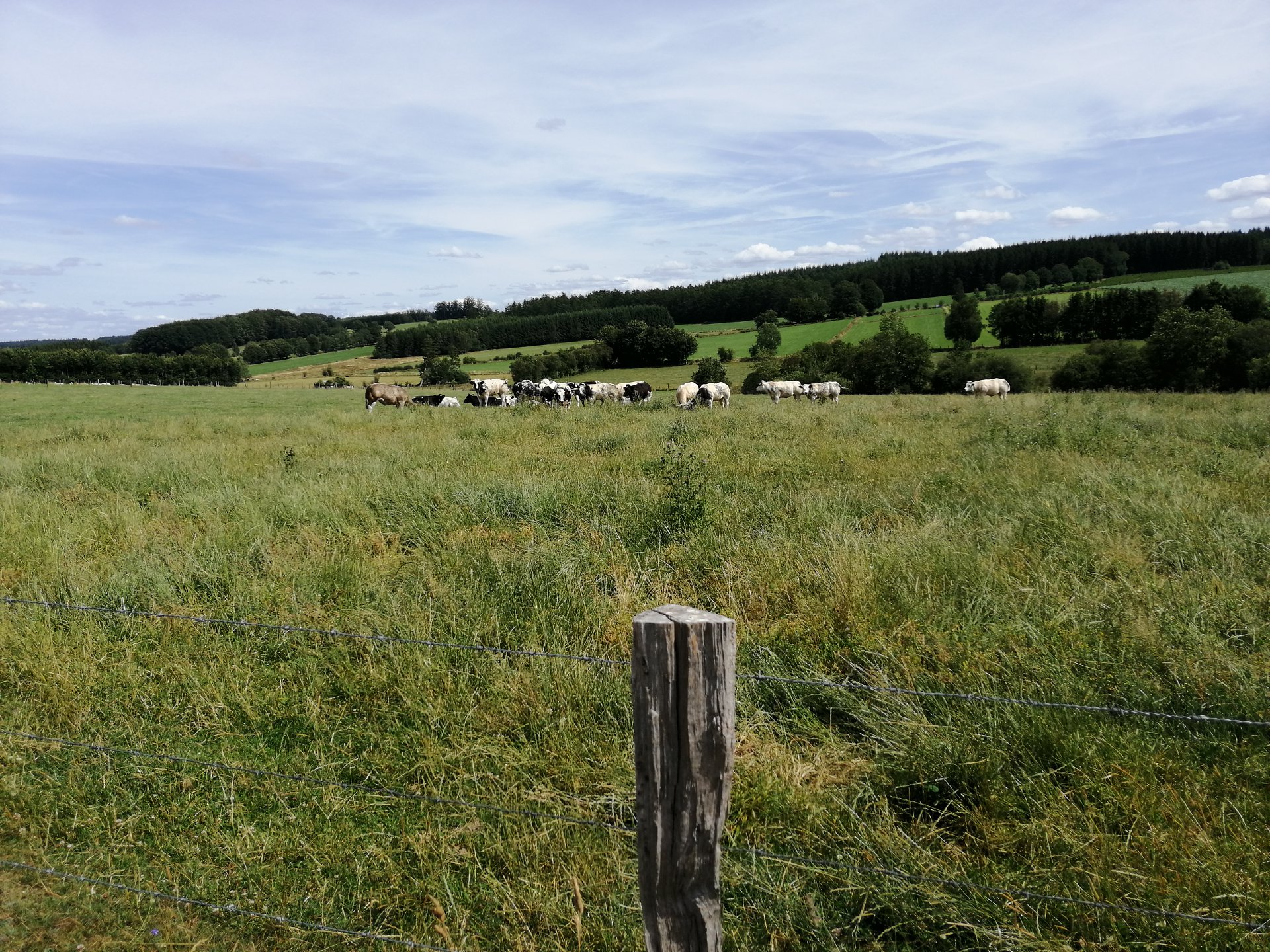 Sint-Martinus den XIIde - Kamp Losange WK